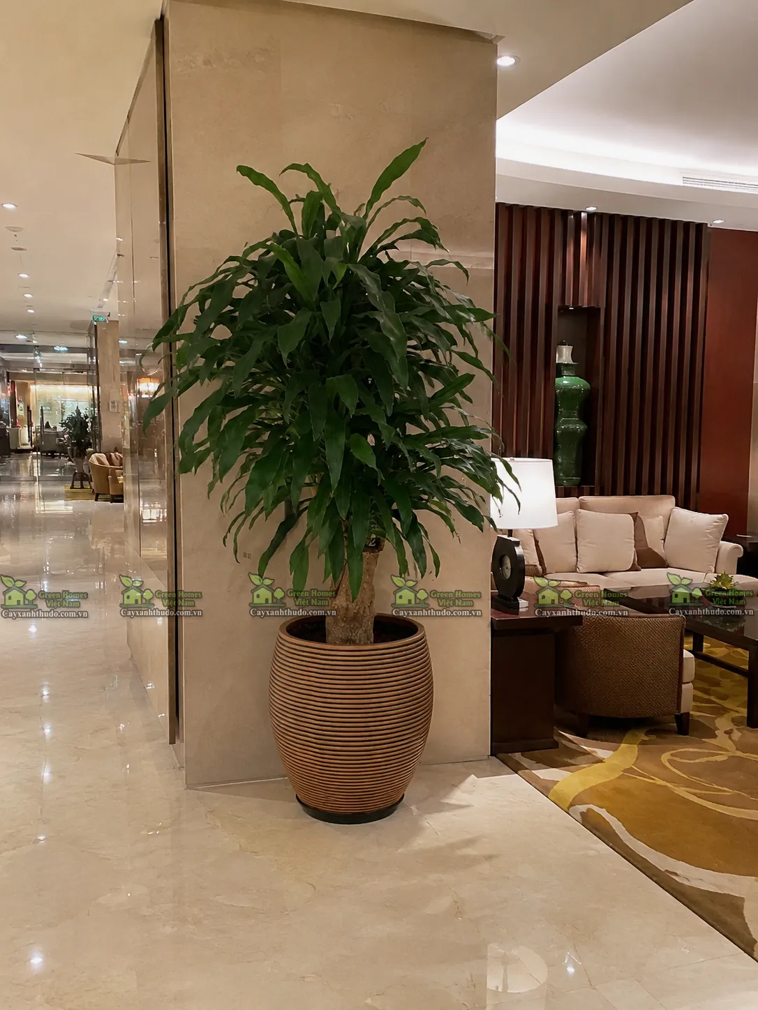 Vinatrees cho thuê cây cảnh văn phòng tại Hà Nội